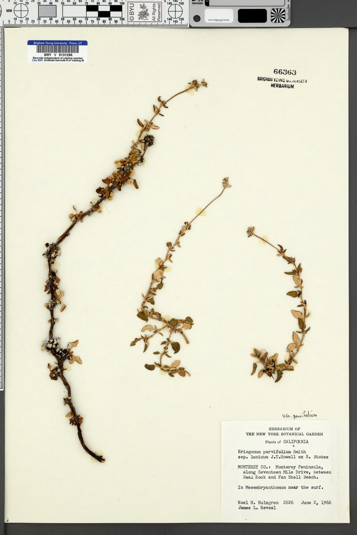 Eriogonum parvifolium var. parvifolium image