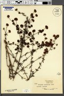 Image of Eriogonum parvifolium