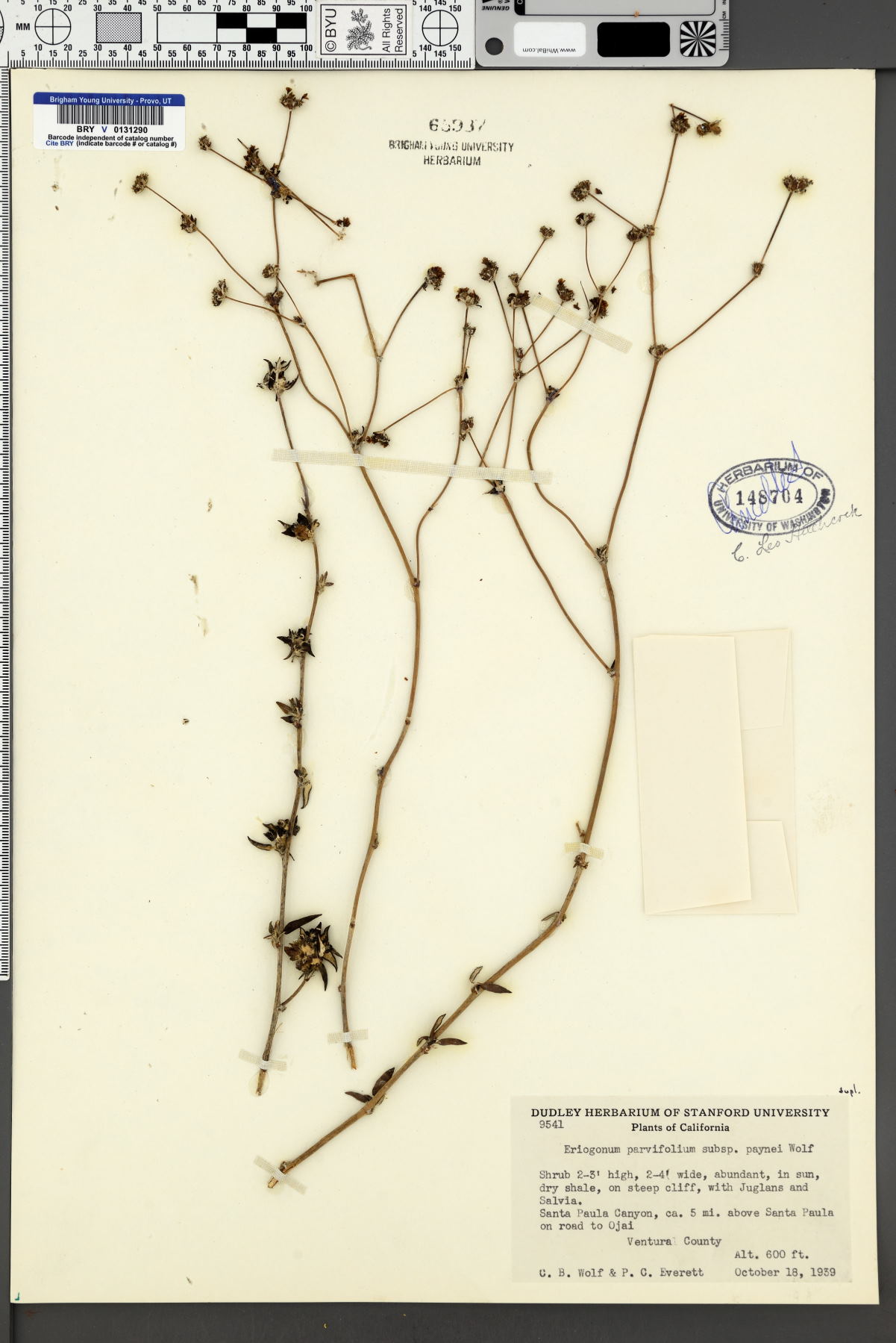 Eriogonum parvifolium subsp. paynei image