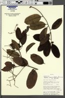 Image of Mabea paniculata