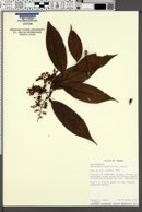 Perrottetia sessiliflora image