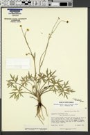 Ranunculus acris var. aestivalis image