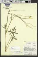 Ranunculus acris var. aestivalis image