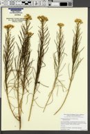 Image of Ericameria arborescens