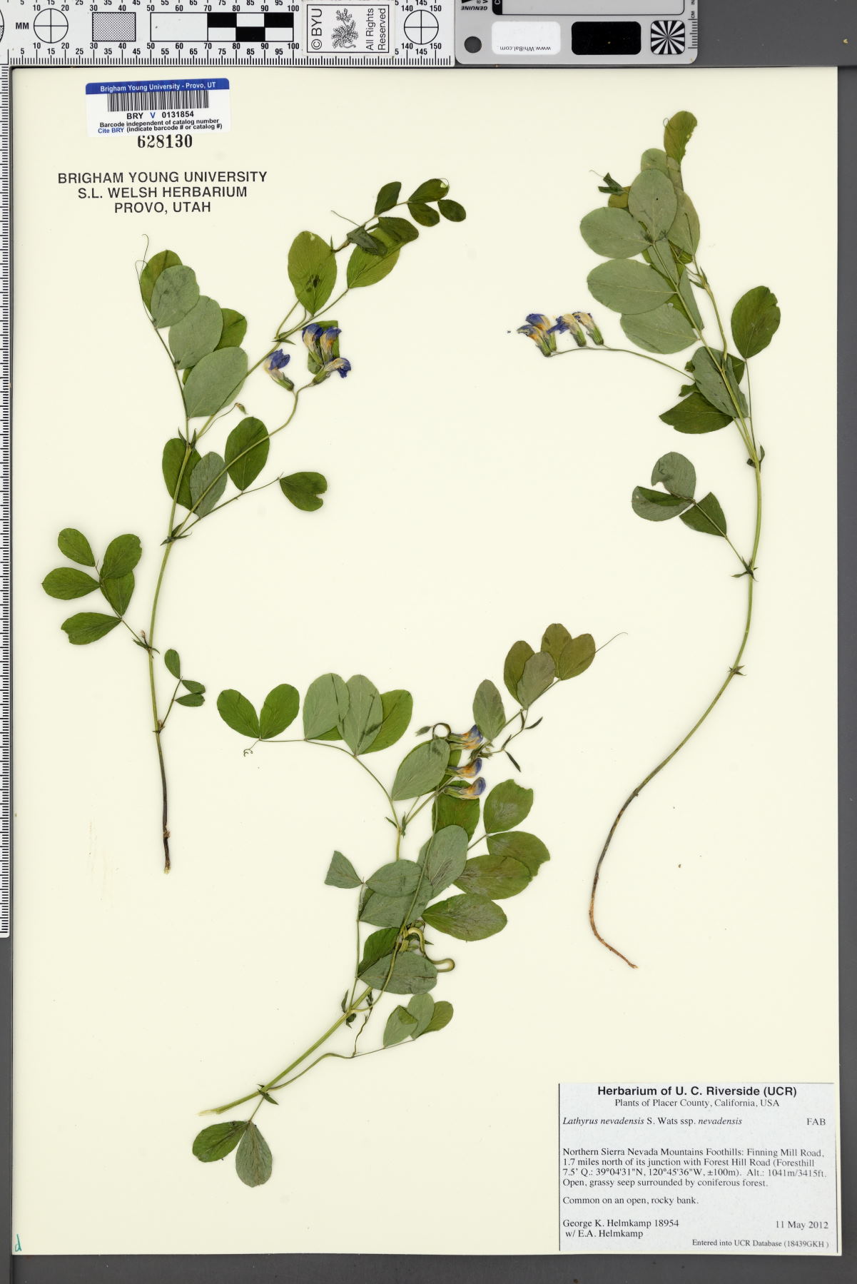 Lathyrus nevadensis subsp. nevadensis image