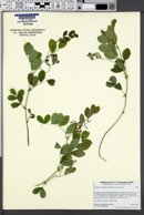 Lathyrus nevadensis subsp. nevadensis image