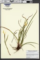 Iris hartwegii subsp. pinetorum image