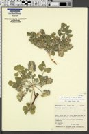 Pediomelum mephiticum image
