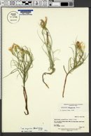 Lygodesmia grandiflora var. arizonica image
