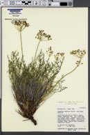 Lomatium grayi var. depauperatum image