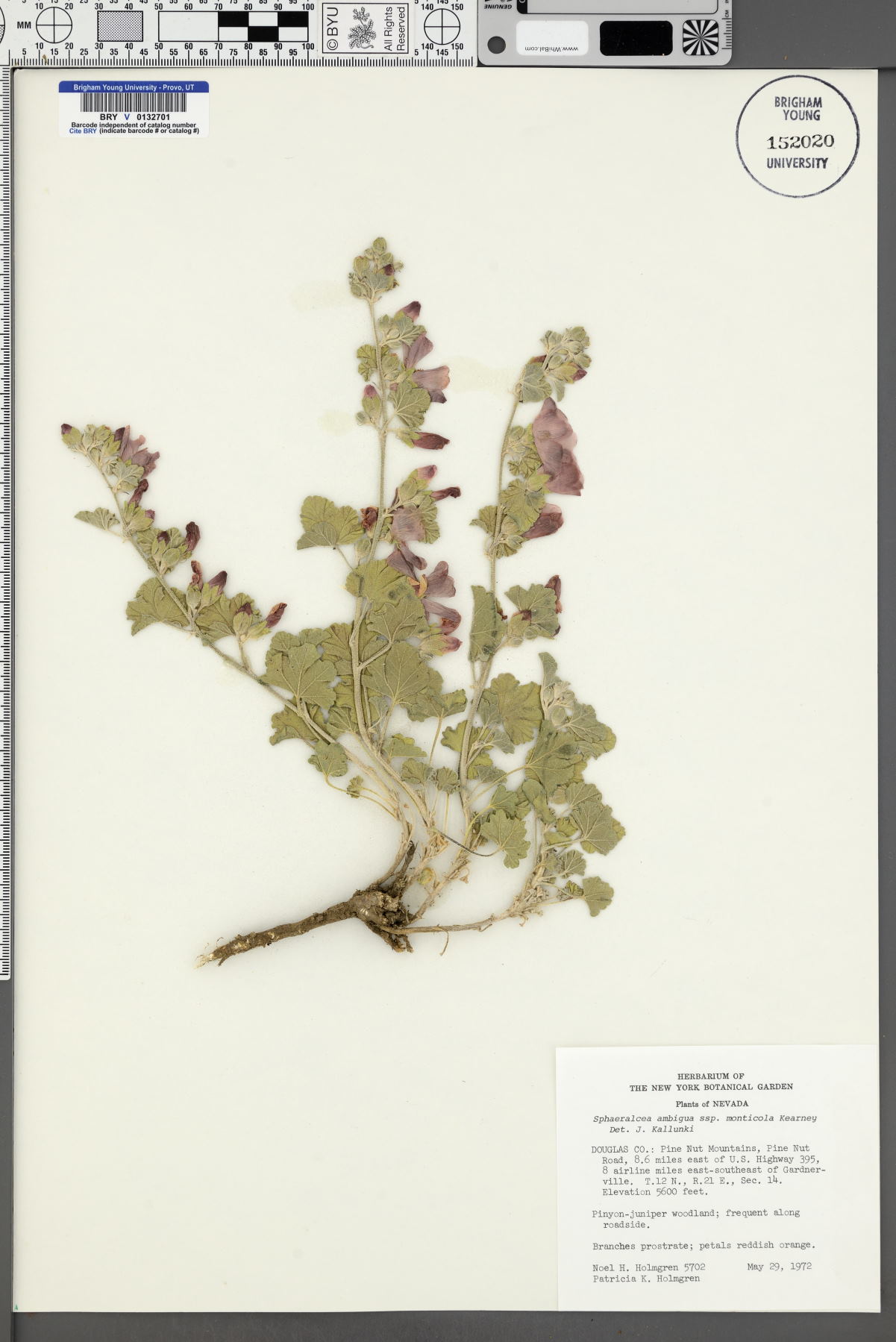Sphaeralcea ambigua subsp. monticola image