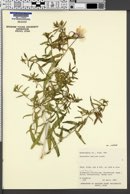 Oenothera pallida var. pallida image