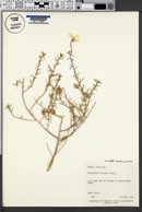 Oenothera pallida var. pallida image