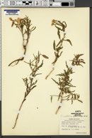 Oenothera pallida image