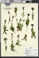 Image of Silene repens