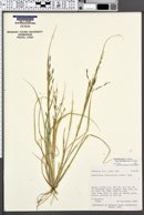 Diplachne fusca subsp. fascicularis image