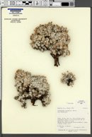 Eriogonum shockleyi image