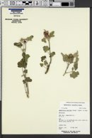 Sphaeralcea caespitosa image
