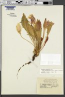 Oenothera cespitosa subsp. macroglottis image