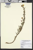 Image of Camissoniopsis cheiranthifolia