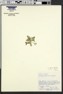 Astragalus nyensis image