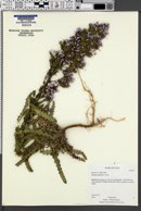 Phacelia utahensis image
