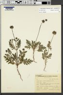 Salvia columbariae image