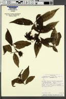 Margaritaria nobilis image