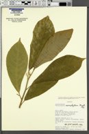 Image of Tetrorchidium macrophyllum