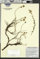 Monardella australis subsp. jokerstii image