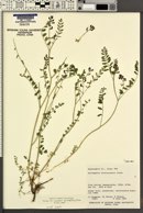 Astragalus straturensis image
