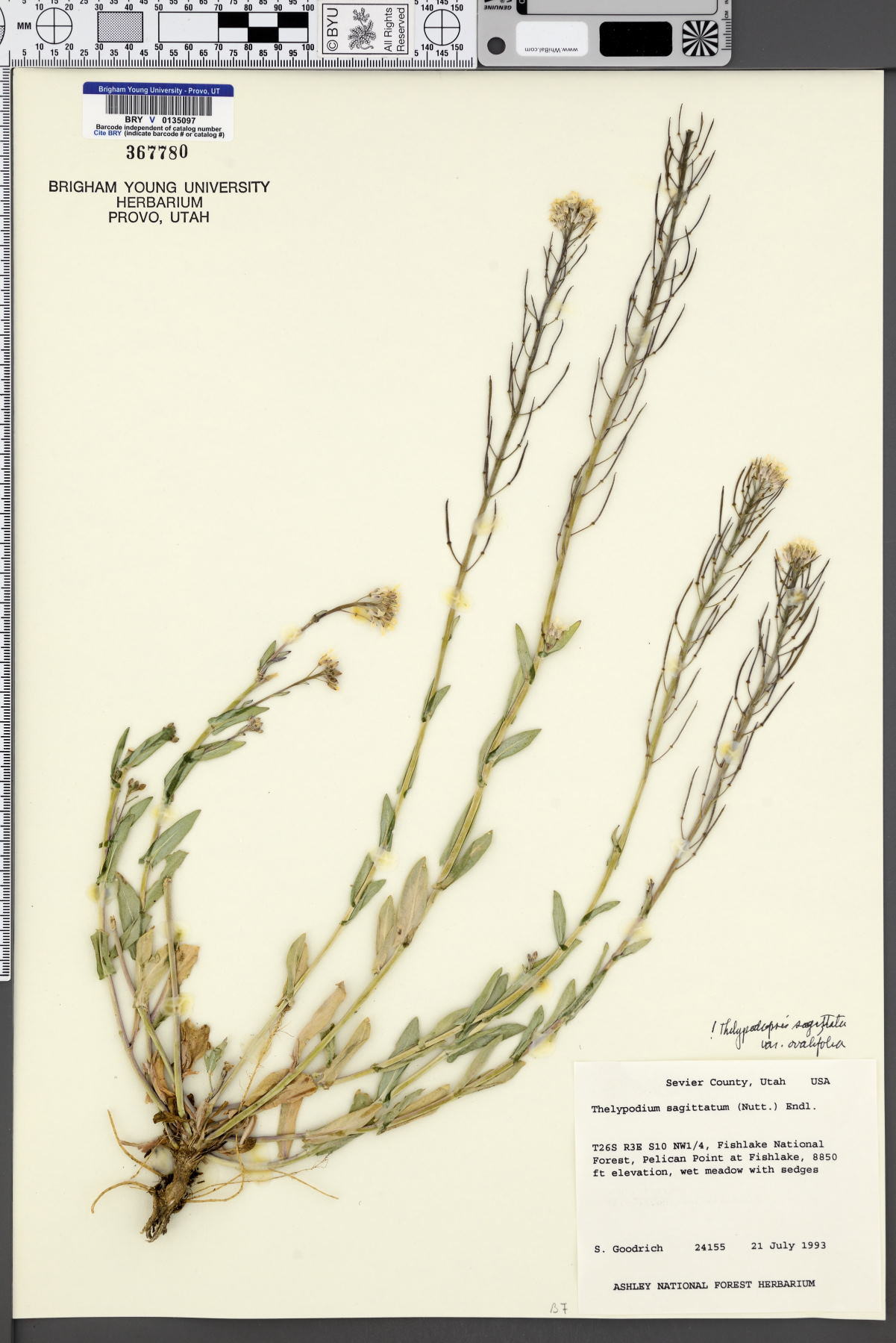 Thelypodium sagittatum var. ovalifolium image