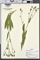 Hieracium albertinum image
