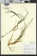 Digitaria californica var. californica image