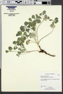 Image of Pediomelum californicum