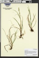 Carex hassei image