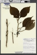 Image of Alchornea glandulosa