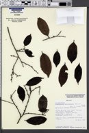 Image of Chaetocarpus echinocarpus