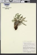 Lomatium scabrum var. tripinnatum image