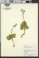 Cycladenia humilis image