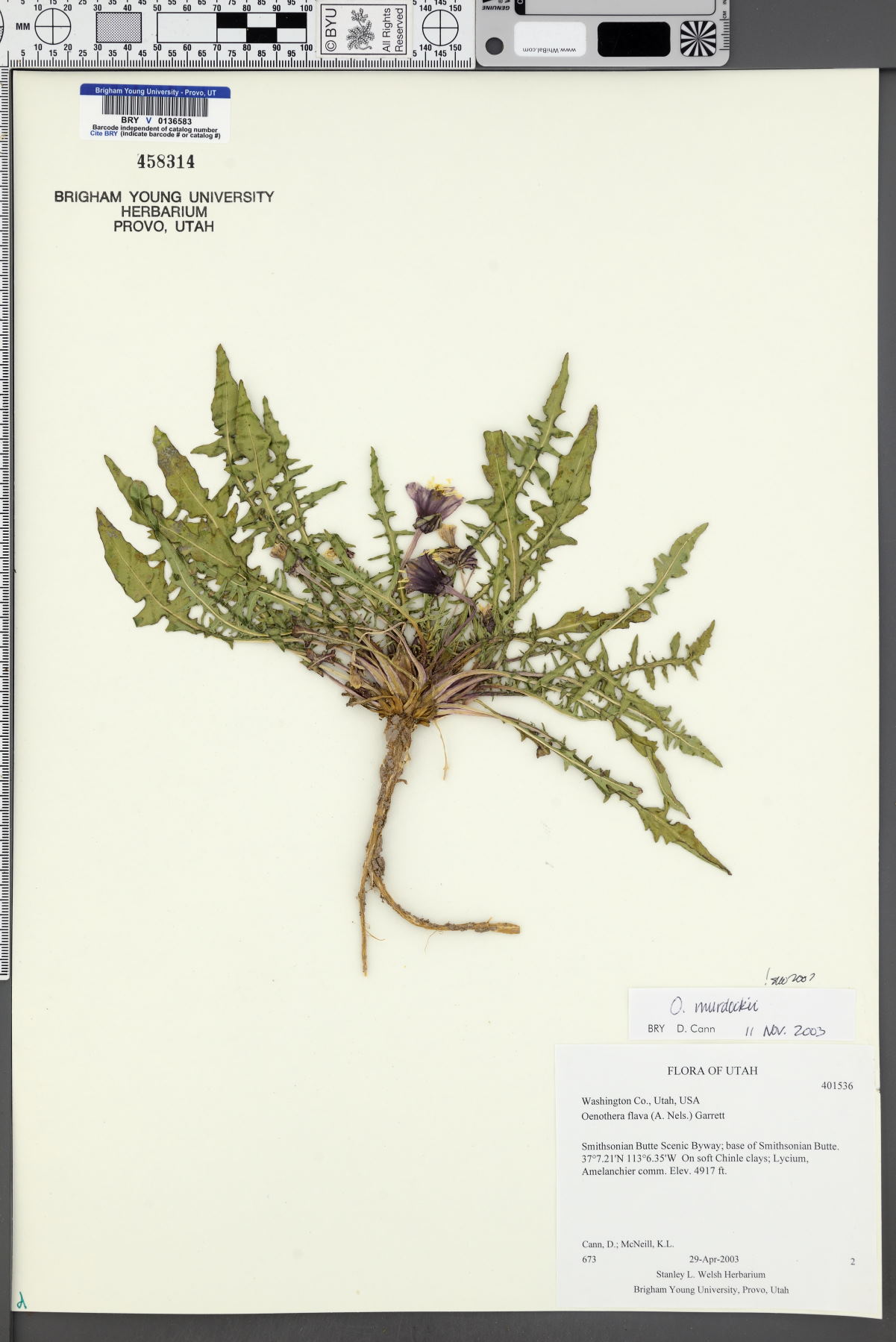 Oenothera murdockii image
