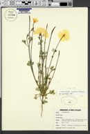 Eschscholzia californica subsp. mexicana image