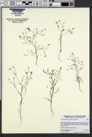 Gilia leptalea subsp. leptalea image