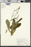 Hieracium albiflorum image