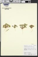 Linanthus demissus image