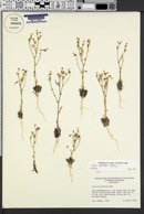 Image of Gilia latiflora