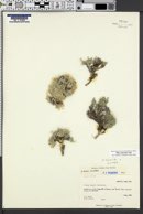 Phlox muscoides image