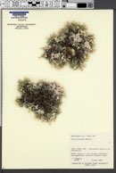 Phlox griseola image