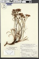 Eriogonum thompsoniae image