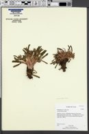 Lewisia brachycalyx image
